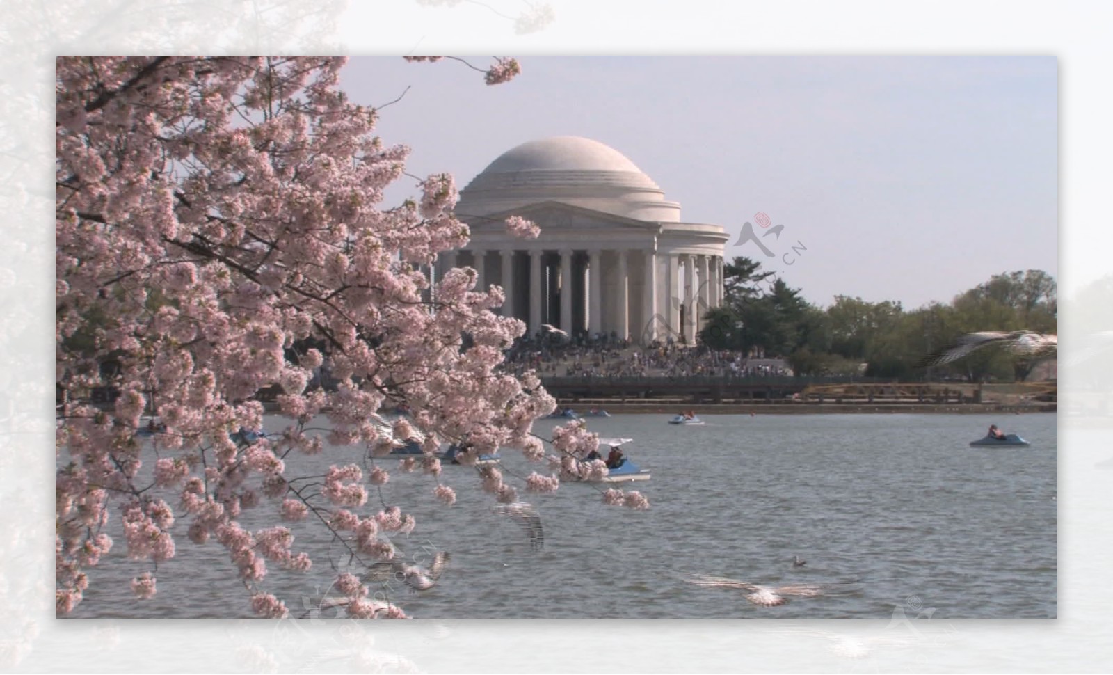 人群鸟类和樱花在杰佛逊纪念放大股票视频视频免费下载