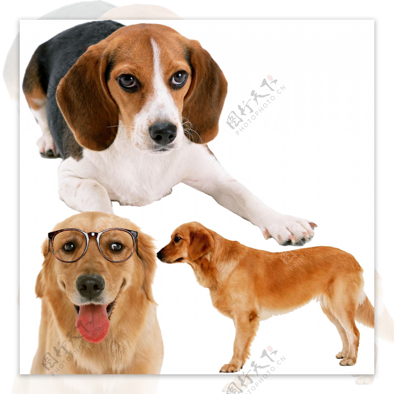 狗动物图片素材PSD分层文件