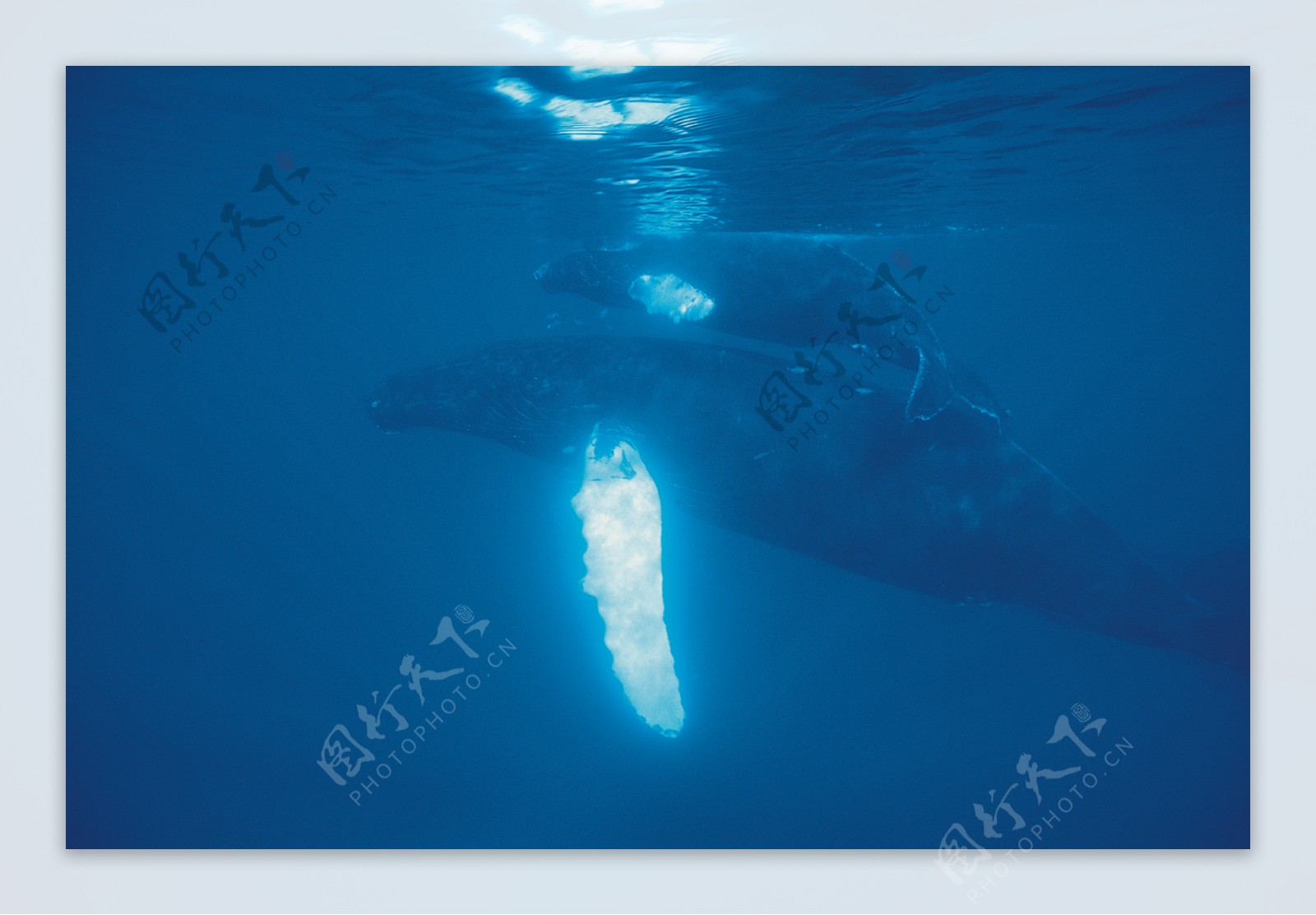 海底大海深海碧海海水礁石珊瑚海藻鱼群生物神秘广告素材大辞典