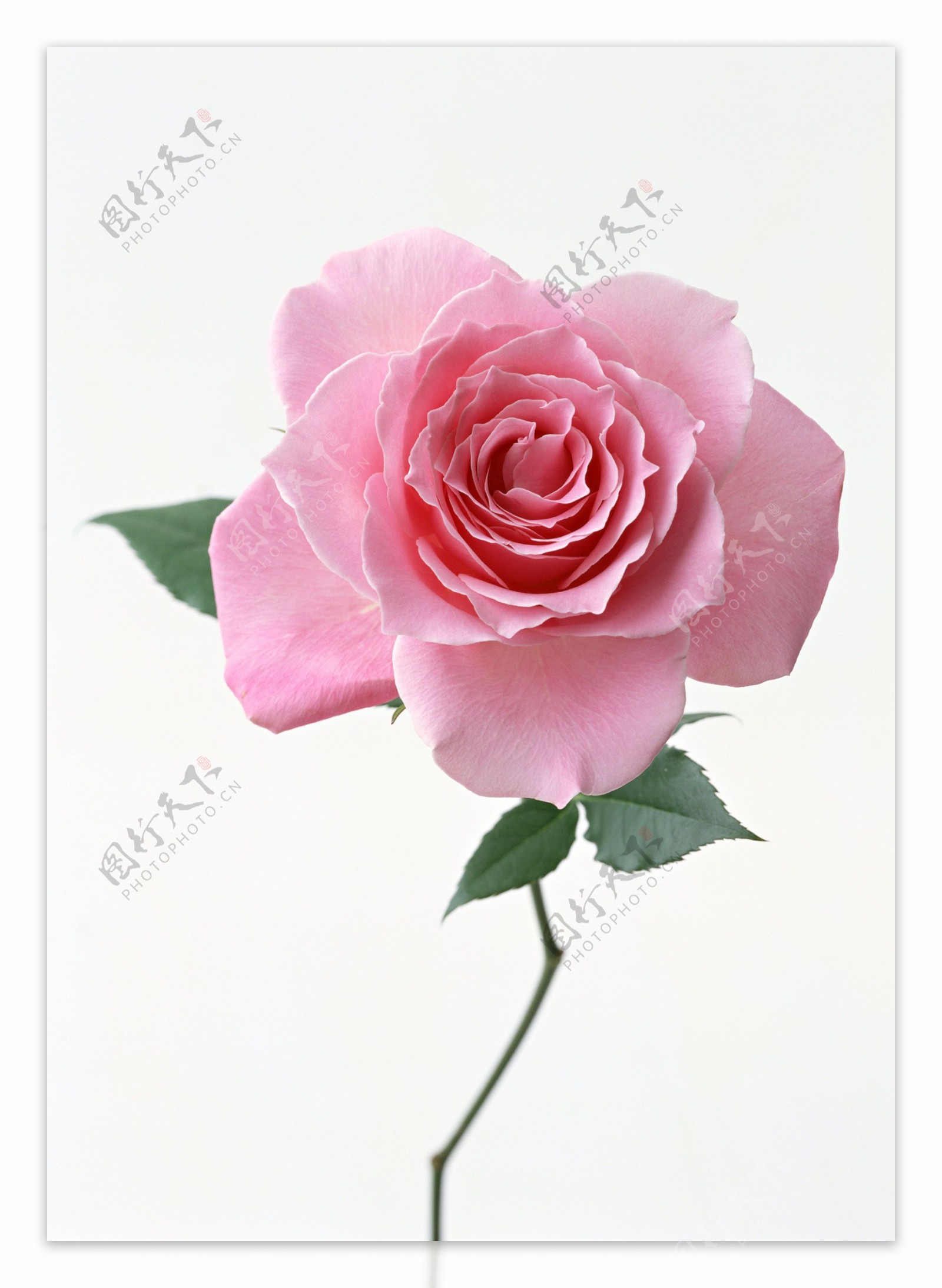 高清粉色玫瑰