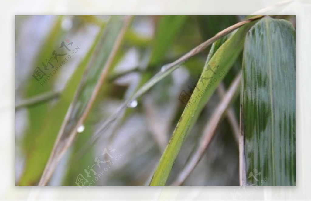 竹叶水珠图片