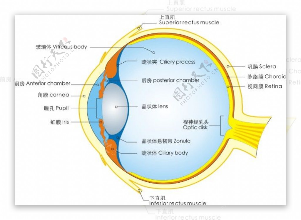 眼球结构图