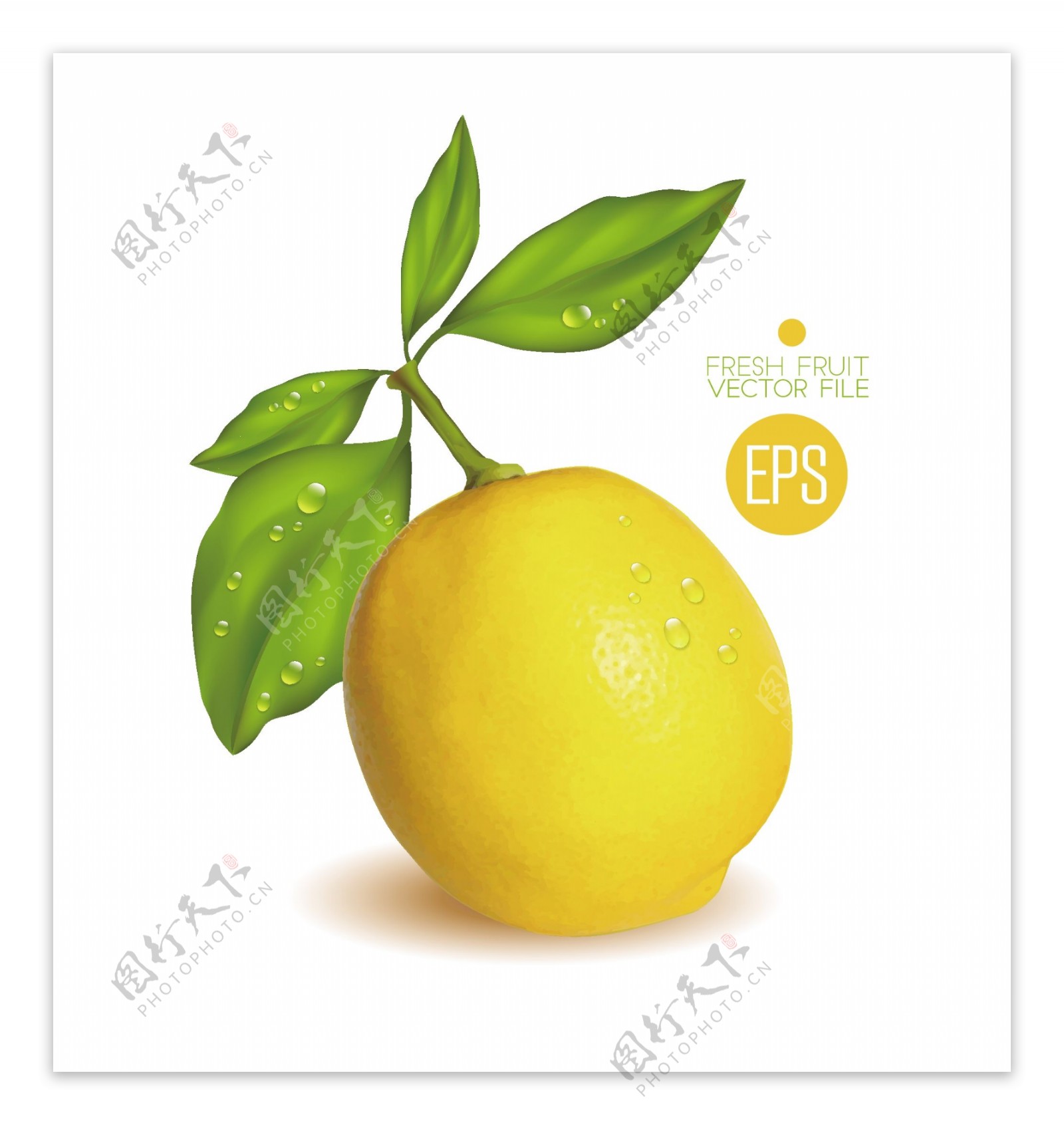 新鲜黄色柠檬矢量图