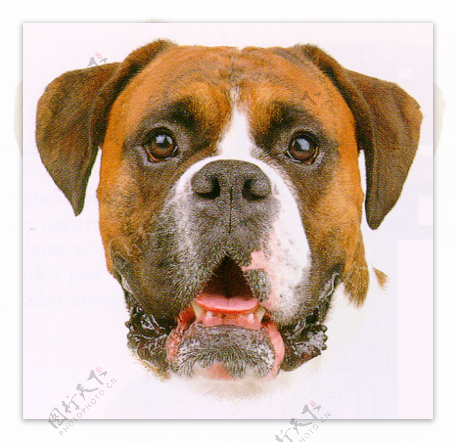 3d模型狗boxer图片