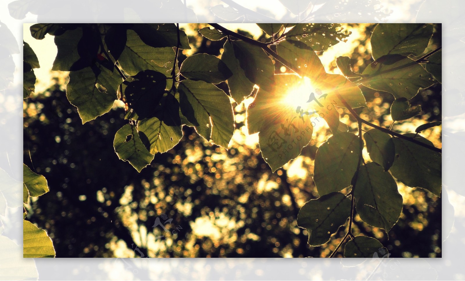 一米阳光透进树叶图片