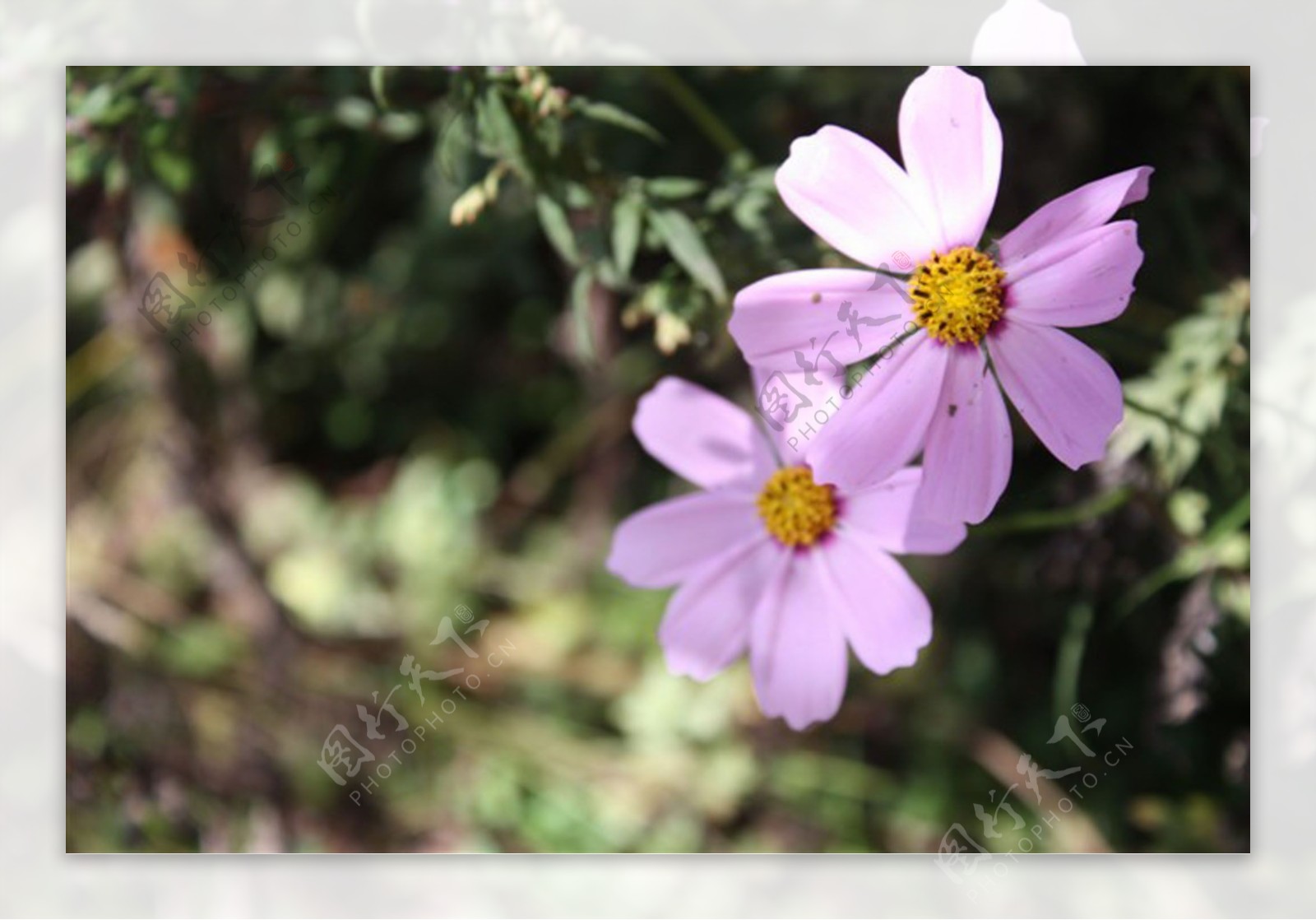 花格桑花