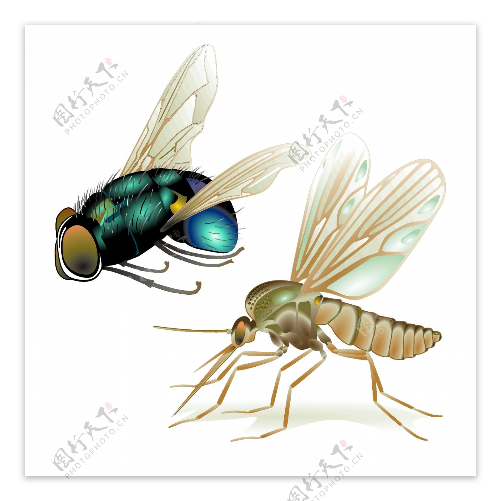 苍蝇和蚊子的写实矢量素材