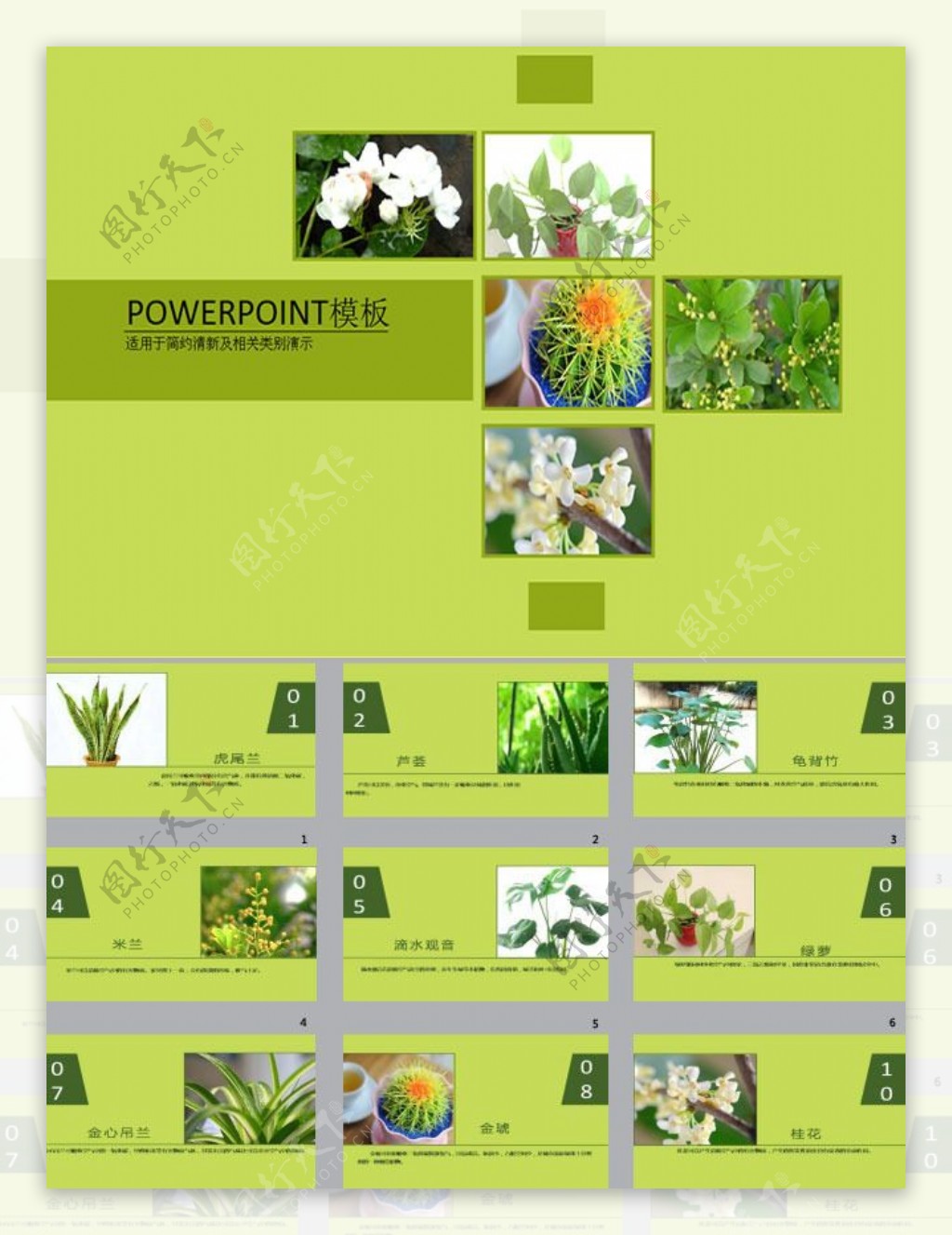 盆栽植物PPT背景图片下载