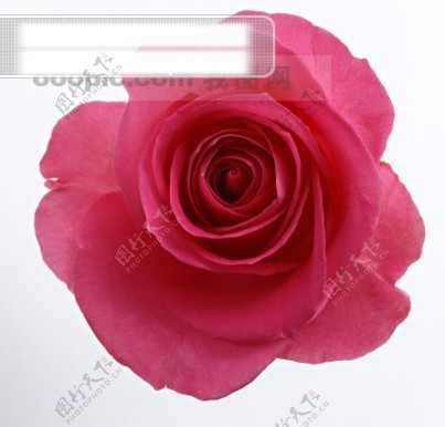 鲜花特写花头写真浪漫的艳粉红色玫瑰