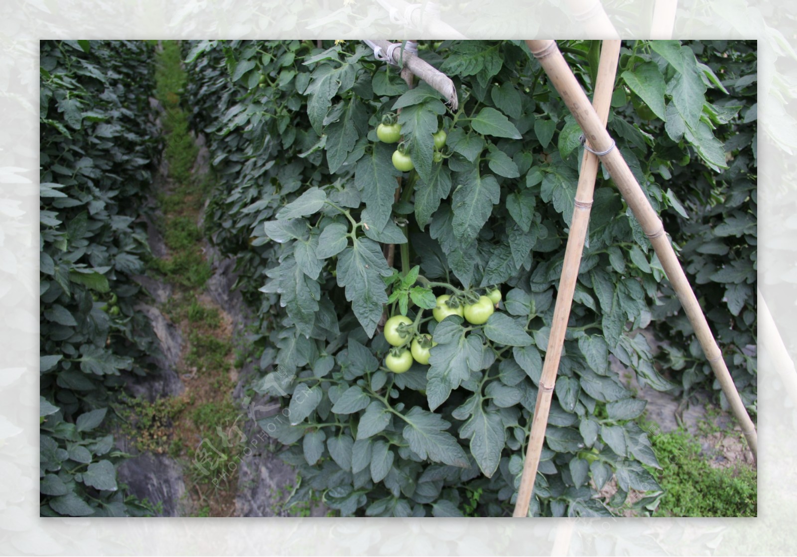 番茄种植园图片