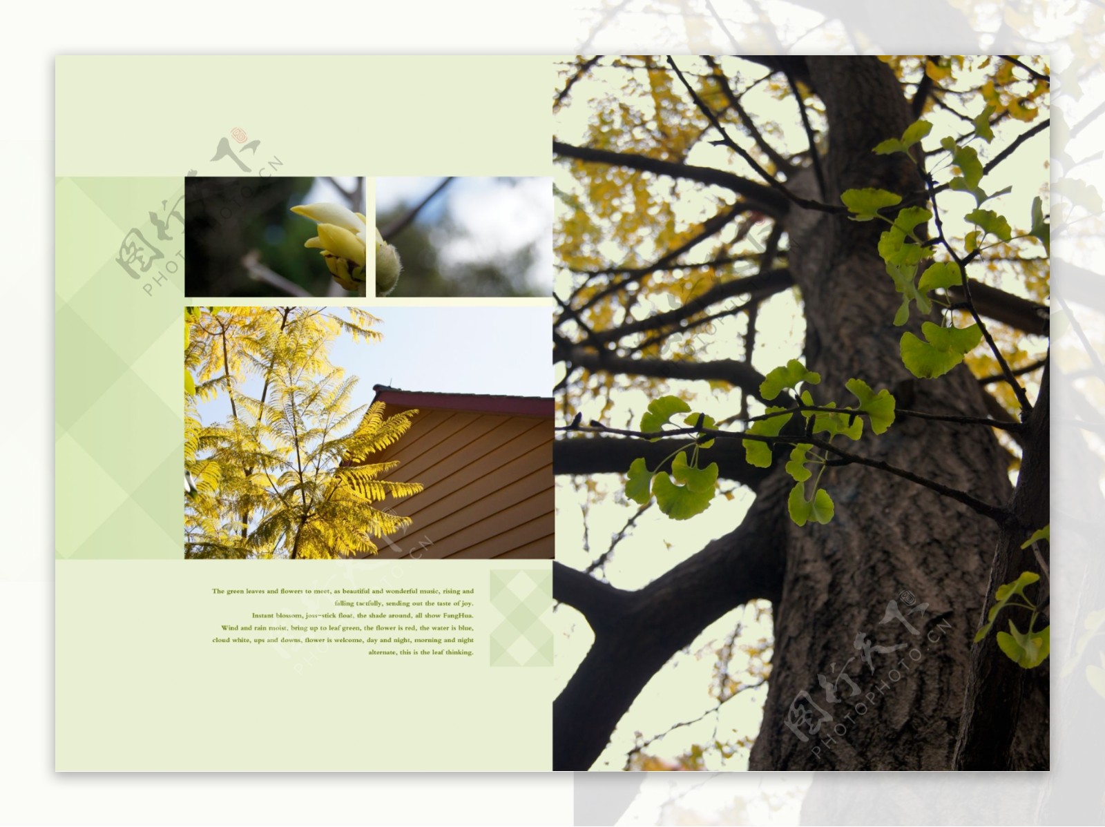 植物树木画册图片