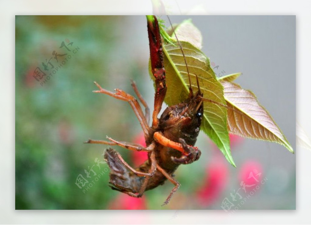 龙虾图片下载龙虾