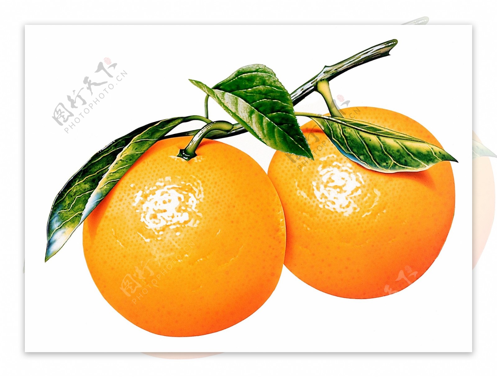 橘子特写带叶的橘子图片橘子素材