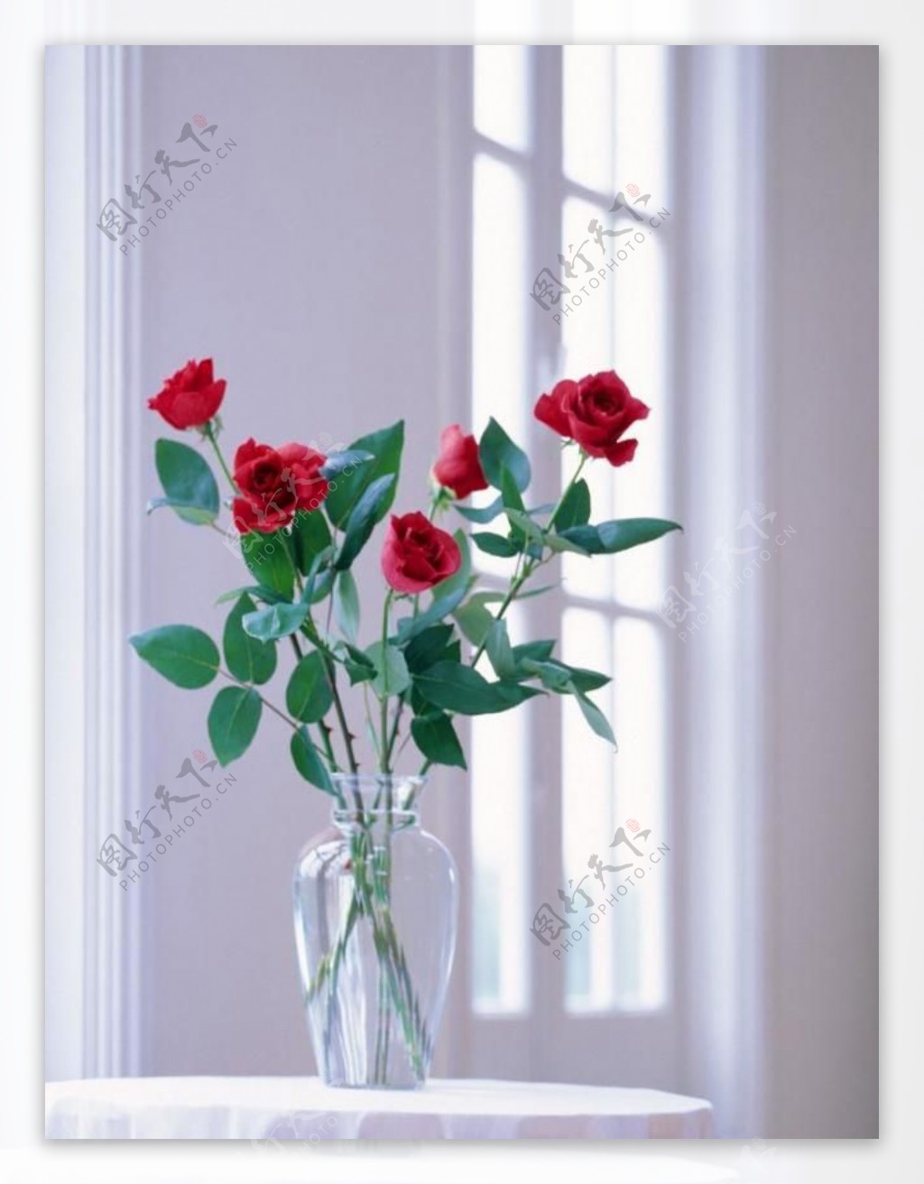 室内窗户前圆桌上的红玫瑰图片