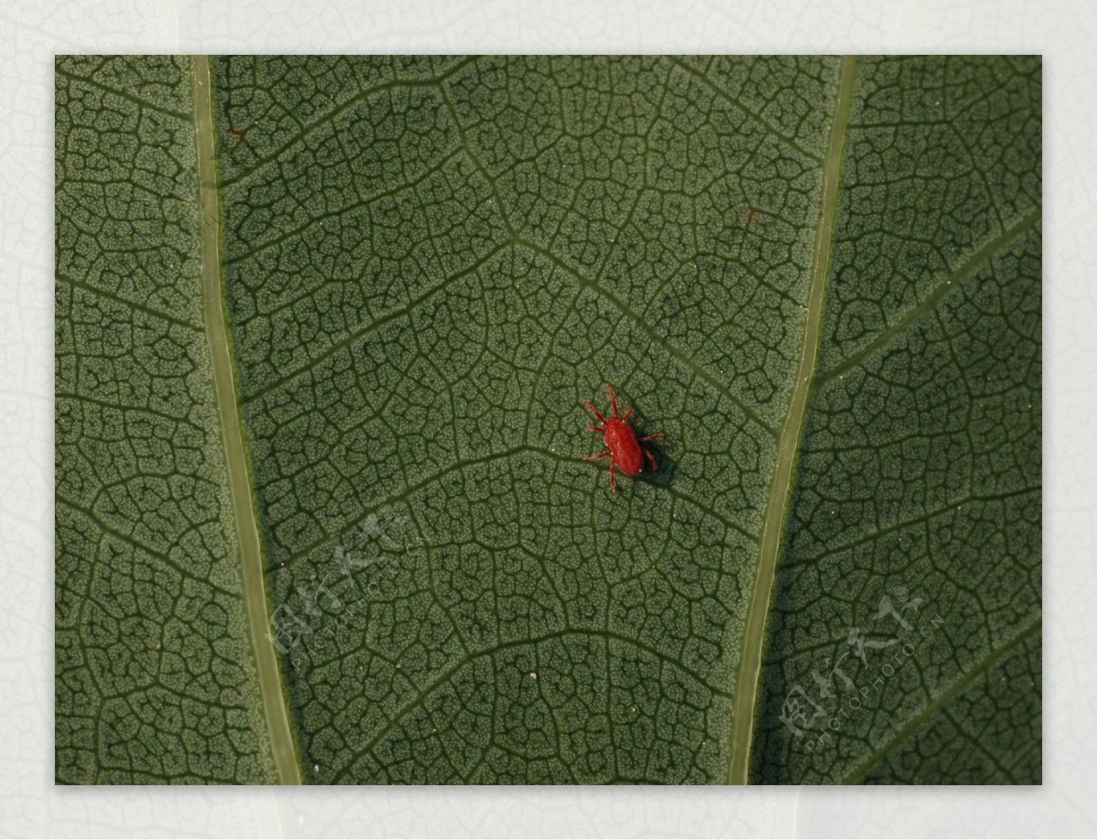郁金香叶子上的红蜘蛛图片