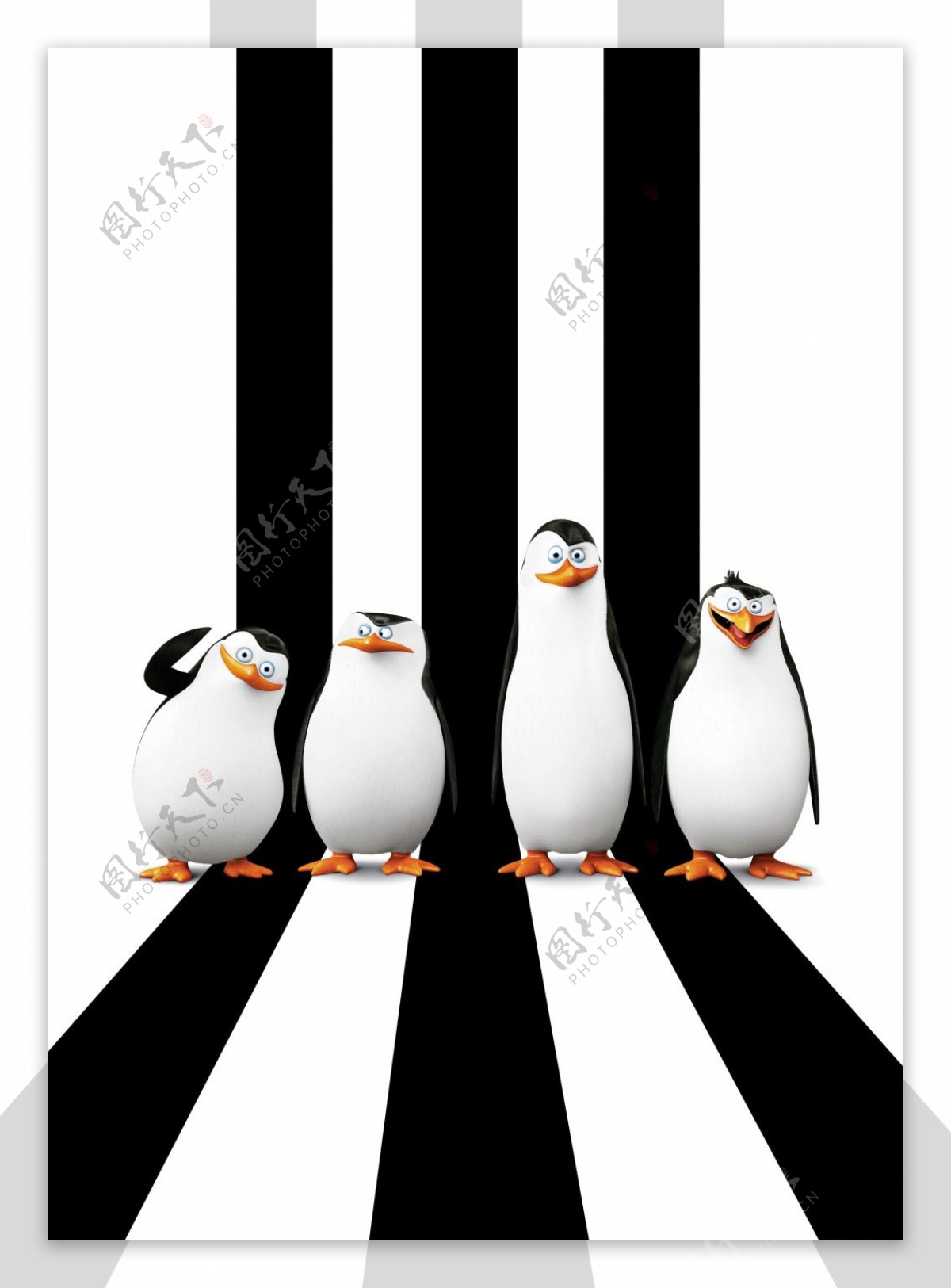 黑白间条马达加斯加的企鹅