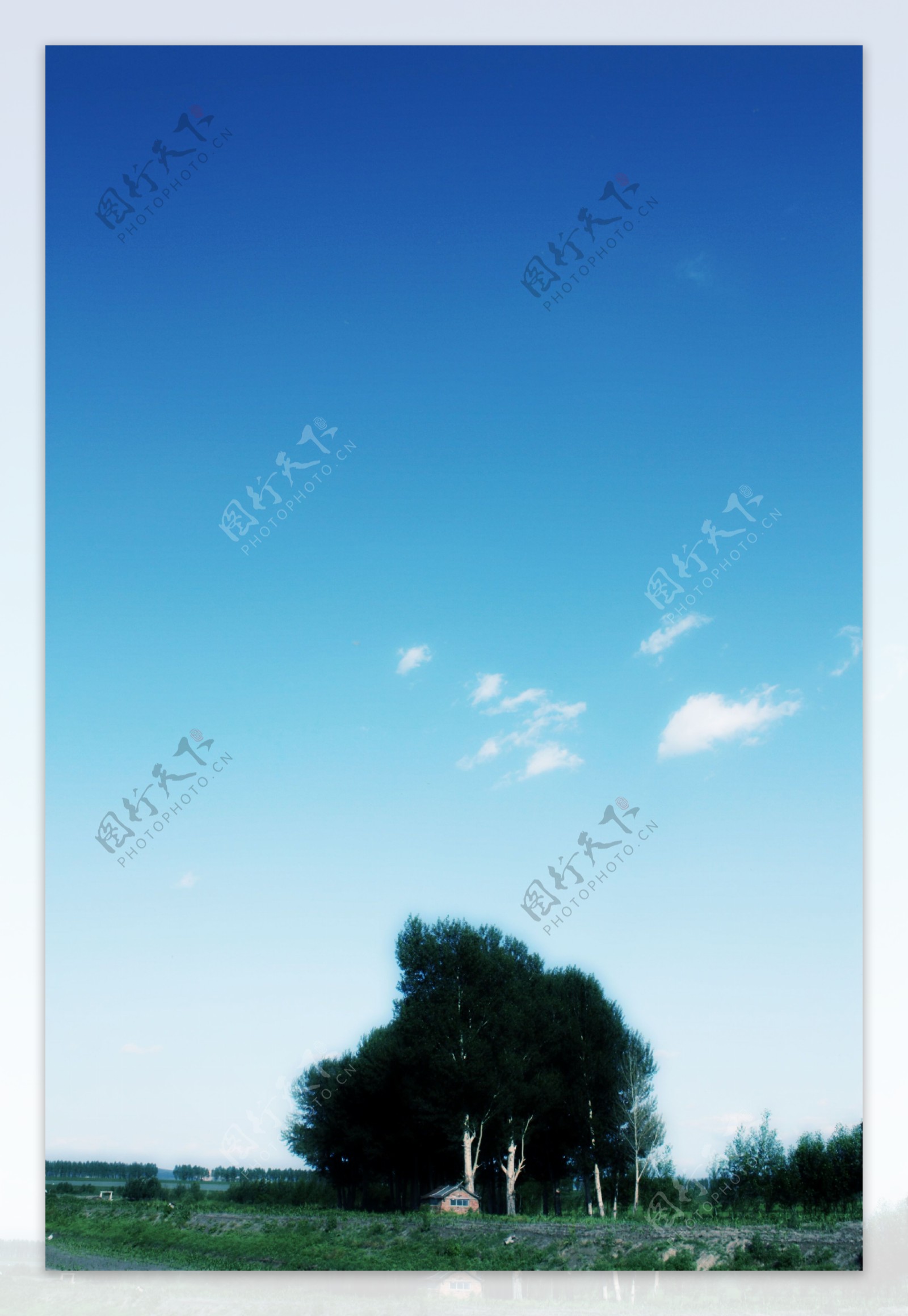 蓝天树影