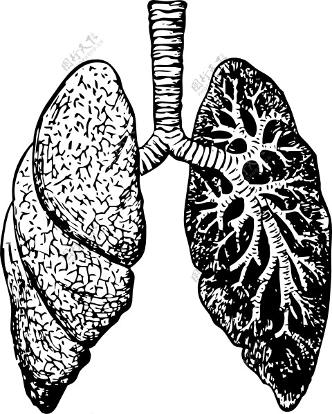 肺的剪辑艺术2