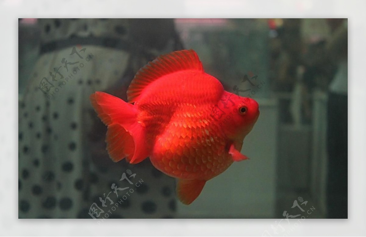 短尾红琉金金鱼图片