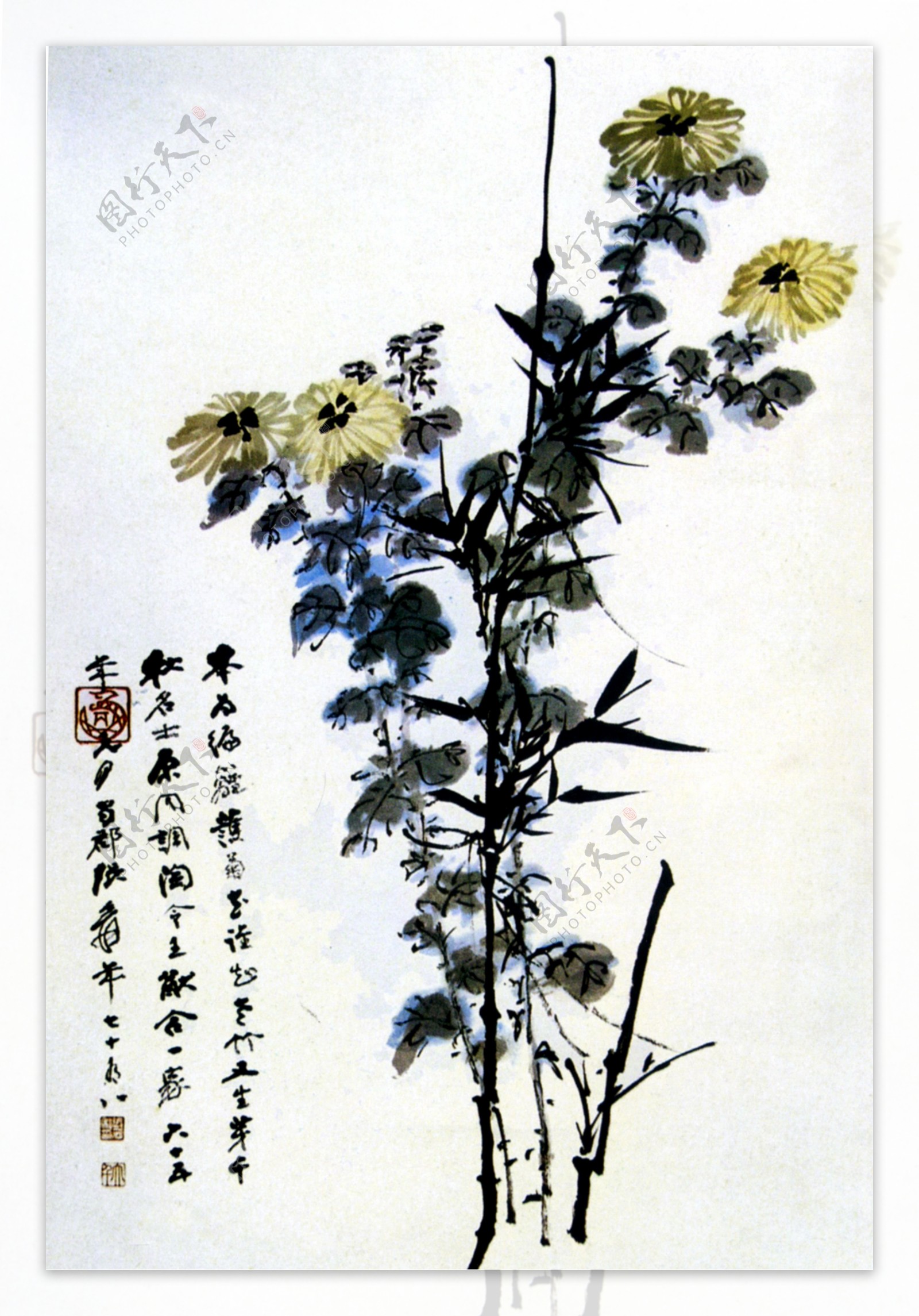 竹菊图片