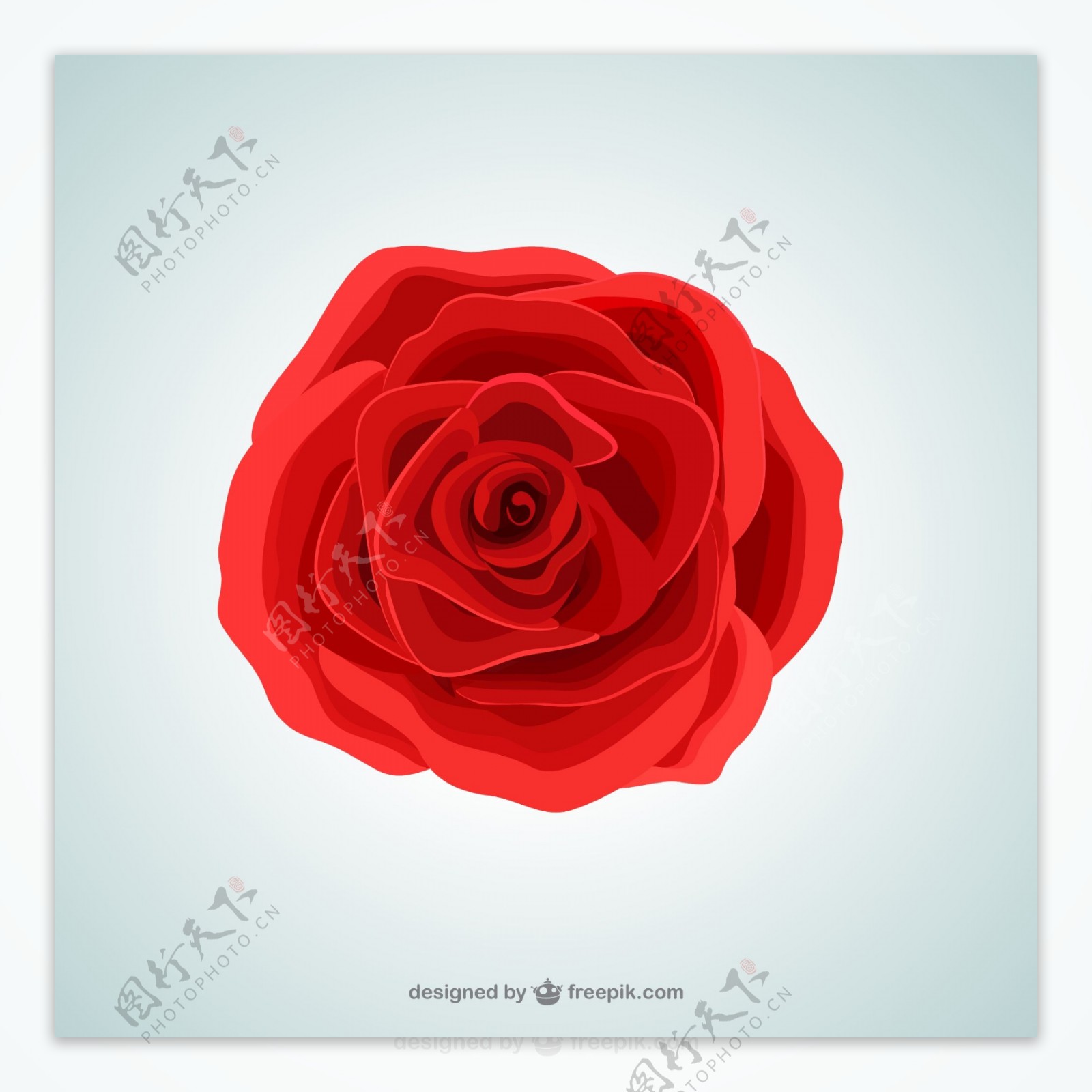 红色玫瑰花朵矢量素材.