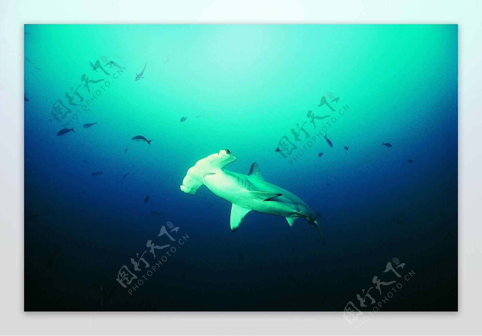 海洋大海碧海海洋生物鲸鱼鲨鱼海豚广告素材大辞典