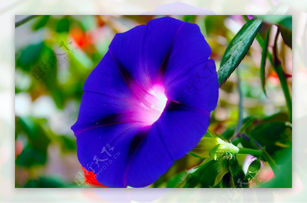 位图植物图案花朵写实花卉喇叭花免费素材