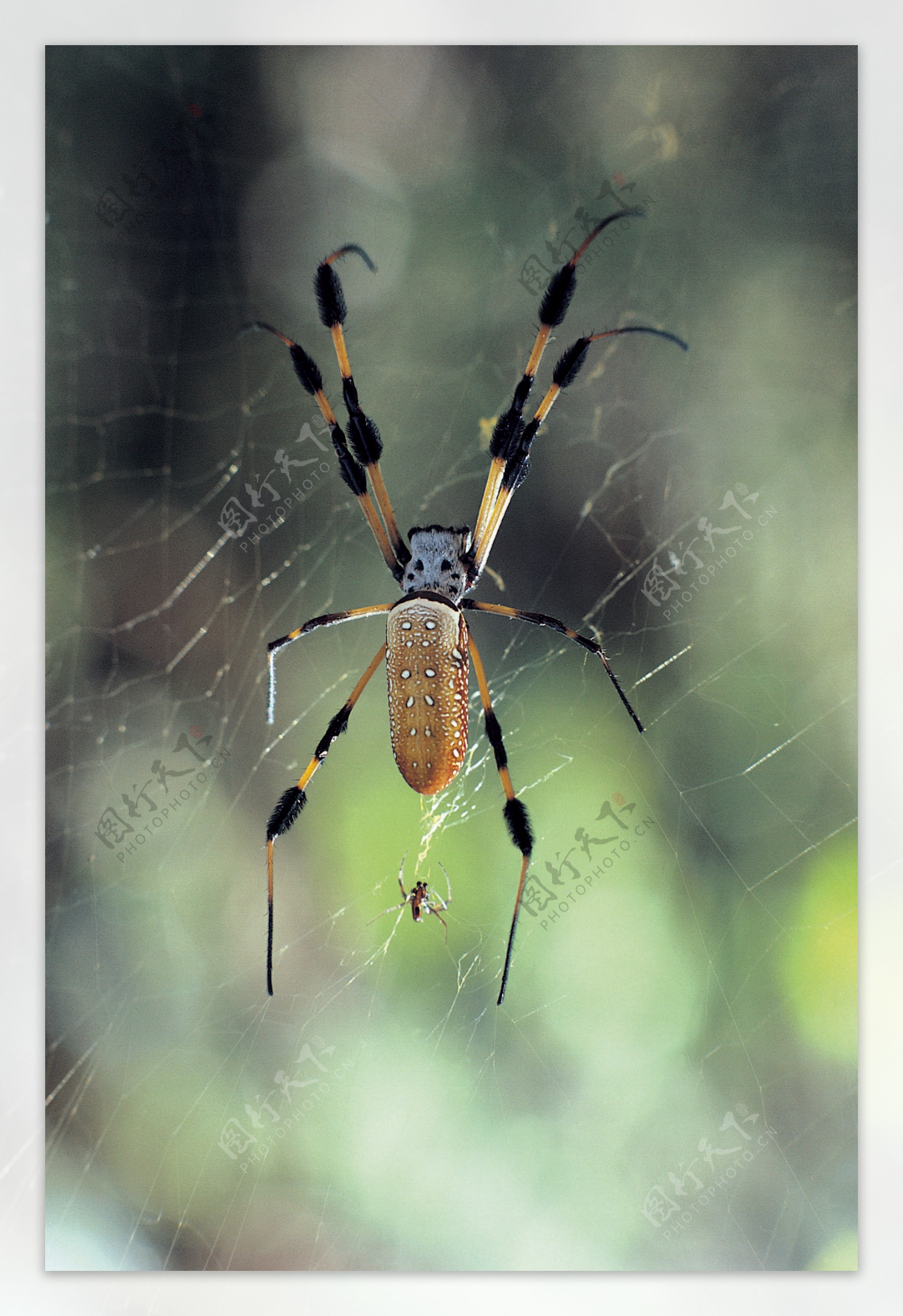 漂亮多彩的蜘蛛图 向量例证. 插画 包括有 例证, 万维网, 蜘蛛网, 样式, 五颜六色, 敌意, 蜘蛛 - 195830178