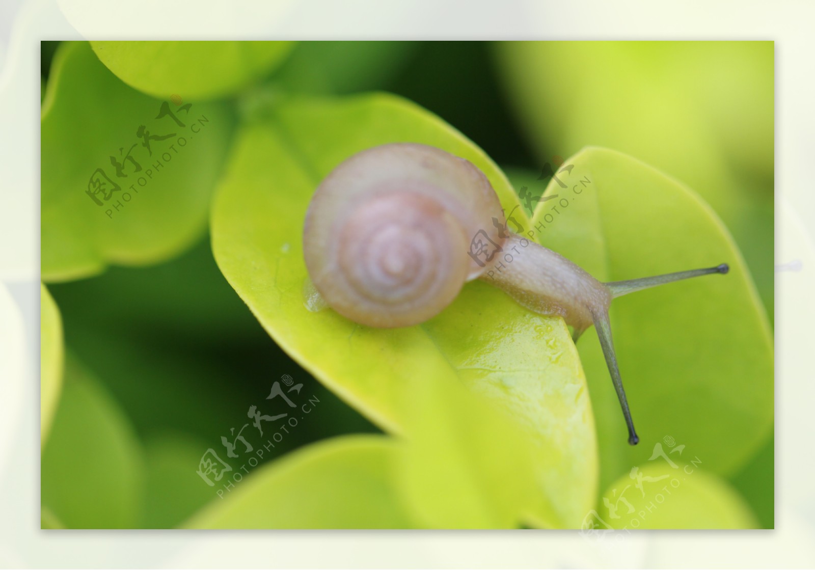 【微距作品—蜗牛摄影图片】生态摄影_sthq_太平洋电脑网摄影部落