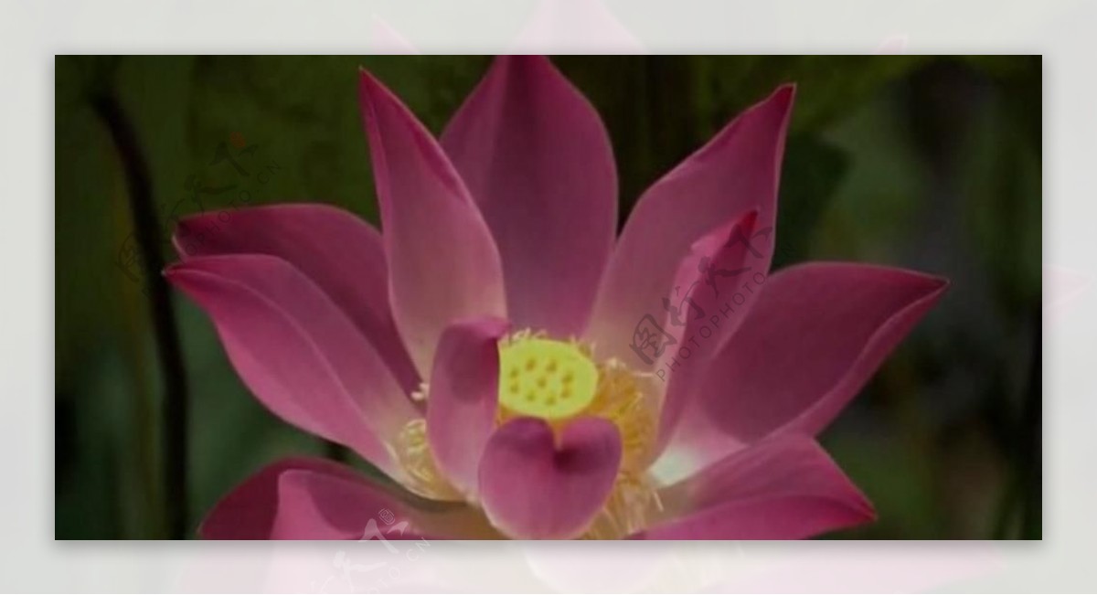 花朵视频素材图片