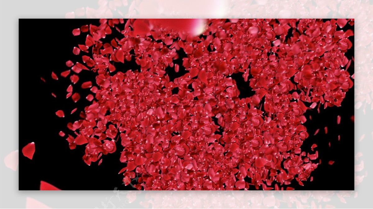 红色花瓣视频素材