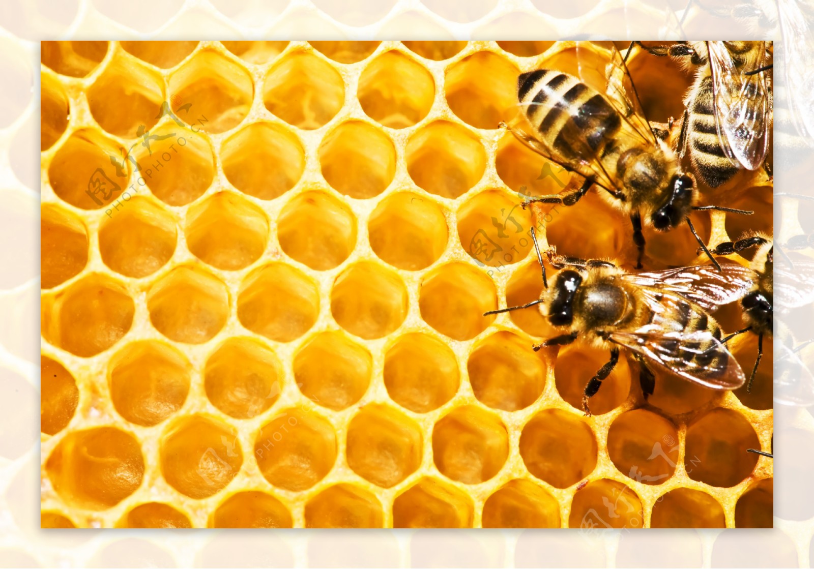 蜜蜂和蜂窝图片