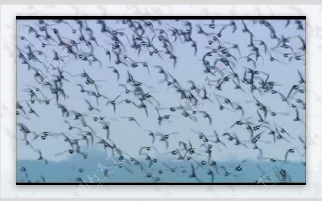 水鸟群起飞翔视频图片