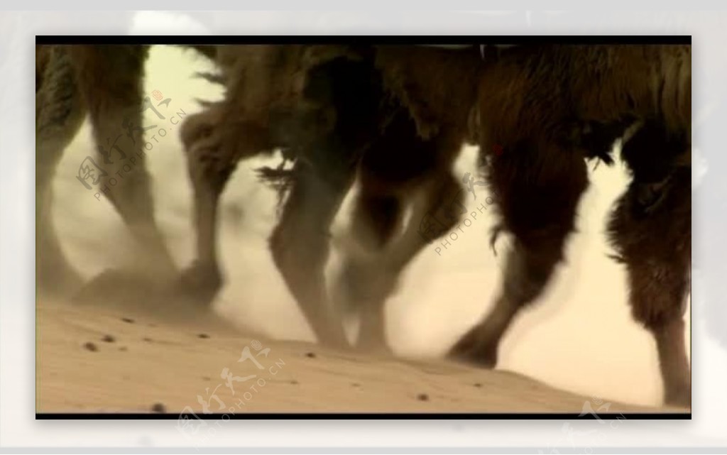 沙漠骆驼队视频图片