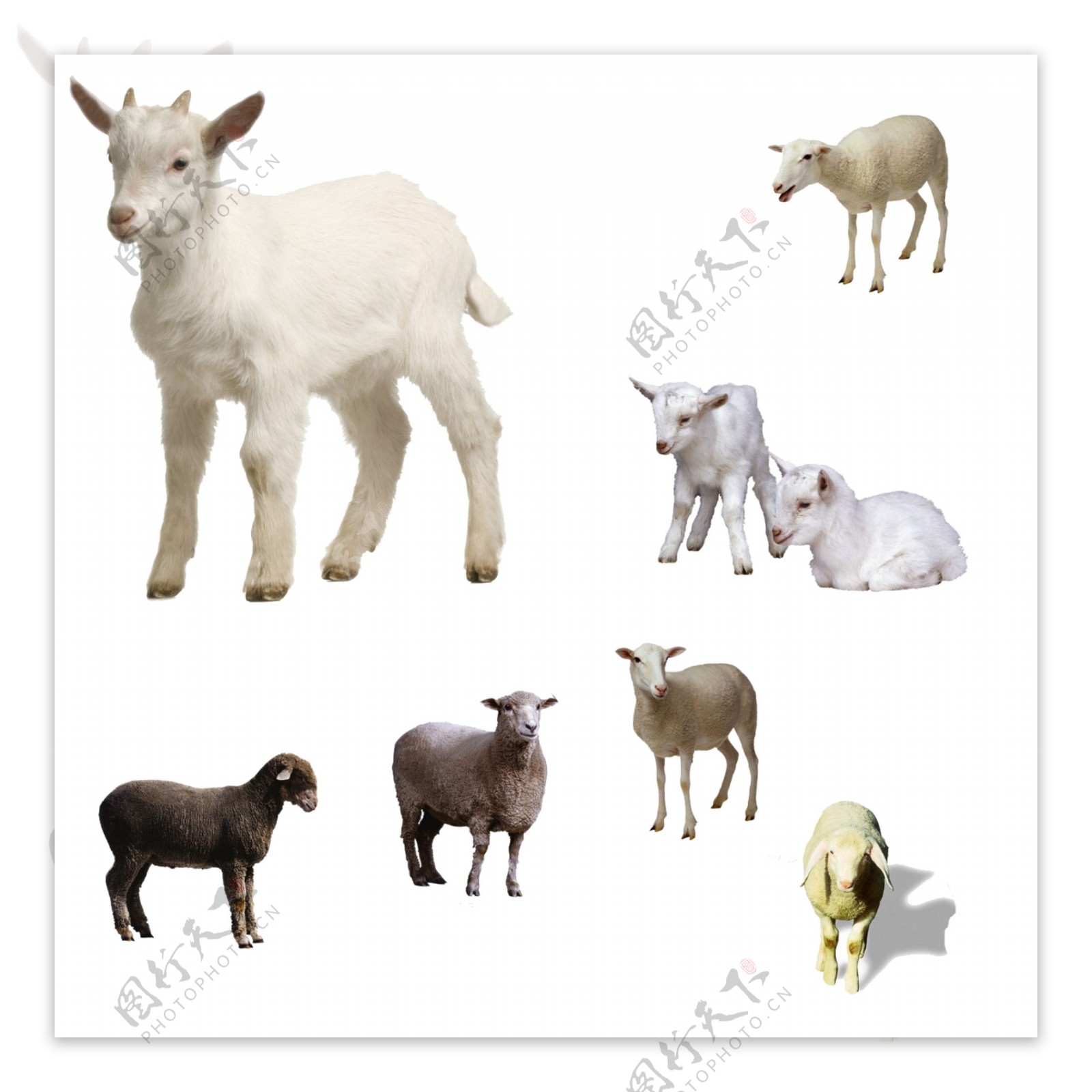 羊动物图片素材PSD分层文件