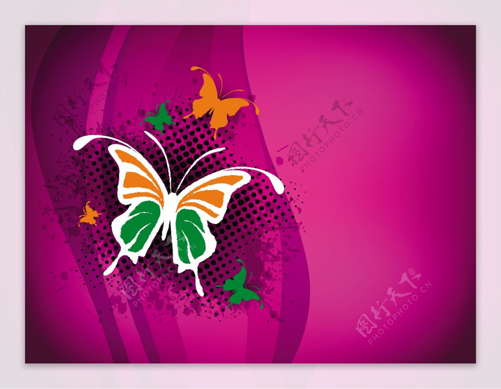 印度国旗的粉色的背景上的蝴蝶