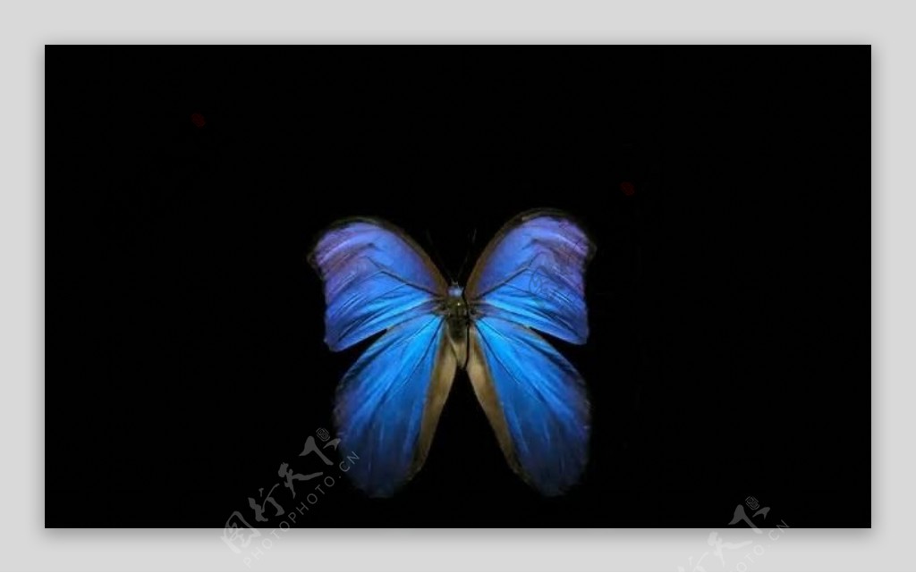 蓝色蝴蝶视频素材图片