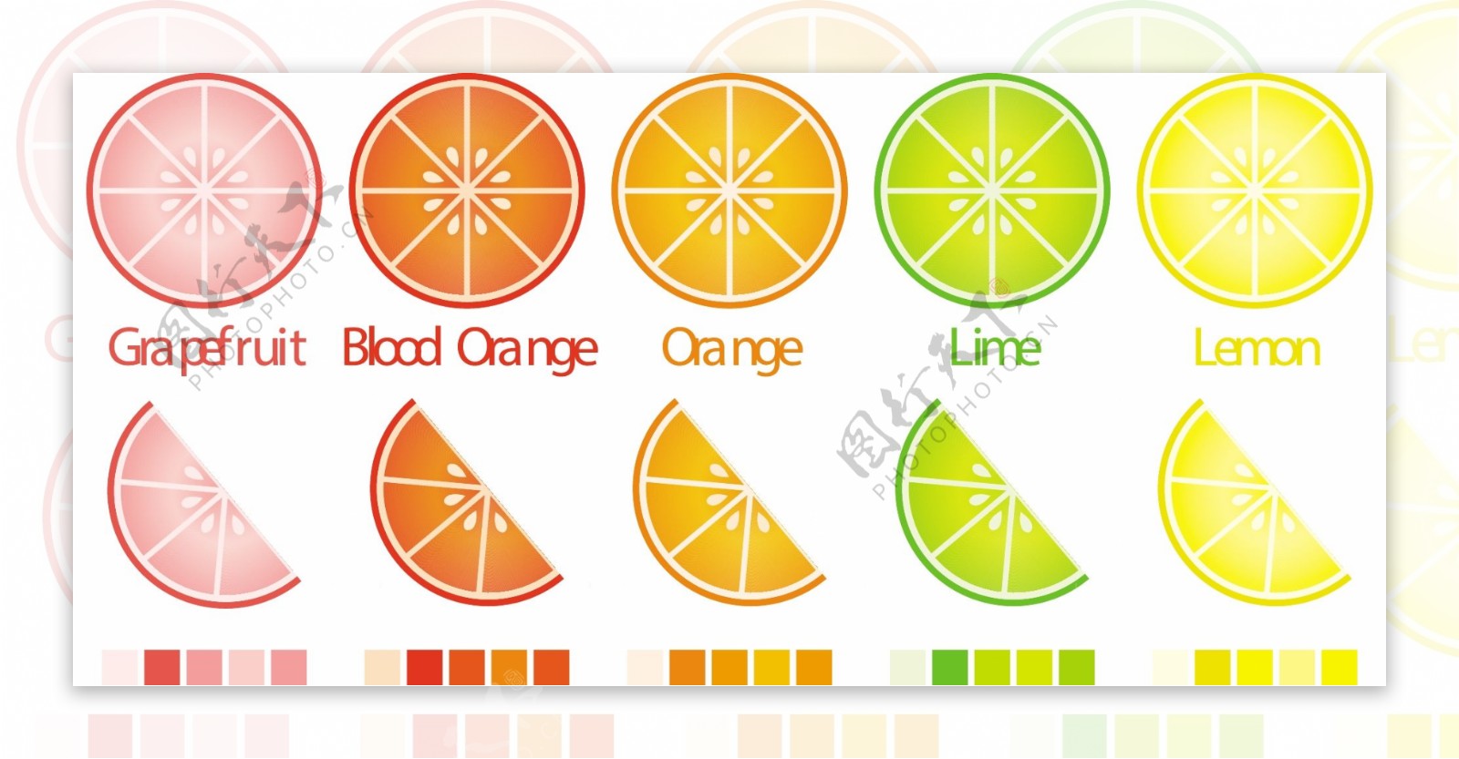 矢量格式的完整的样本柑橘切片和楔