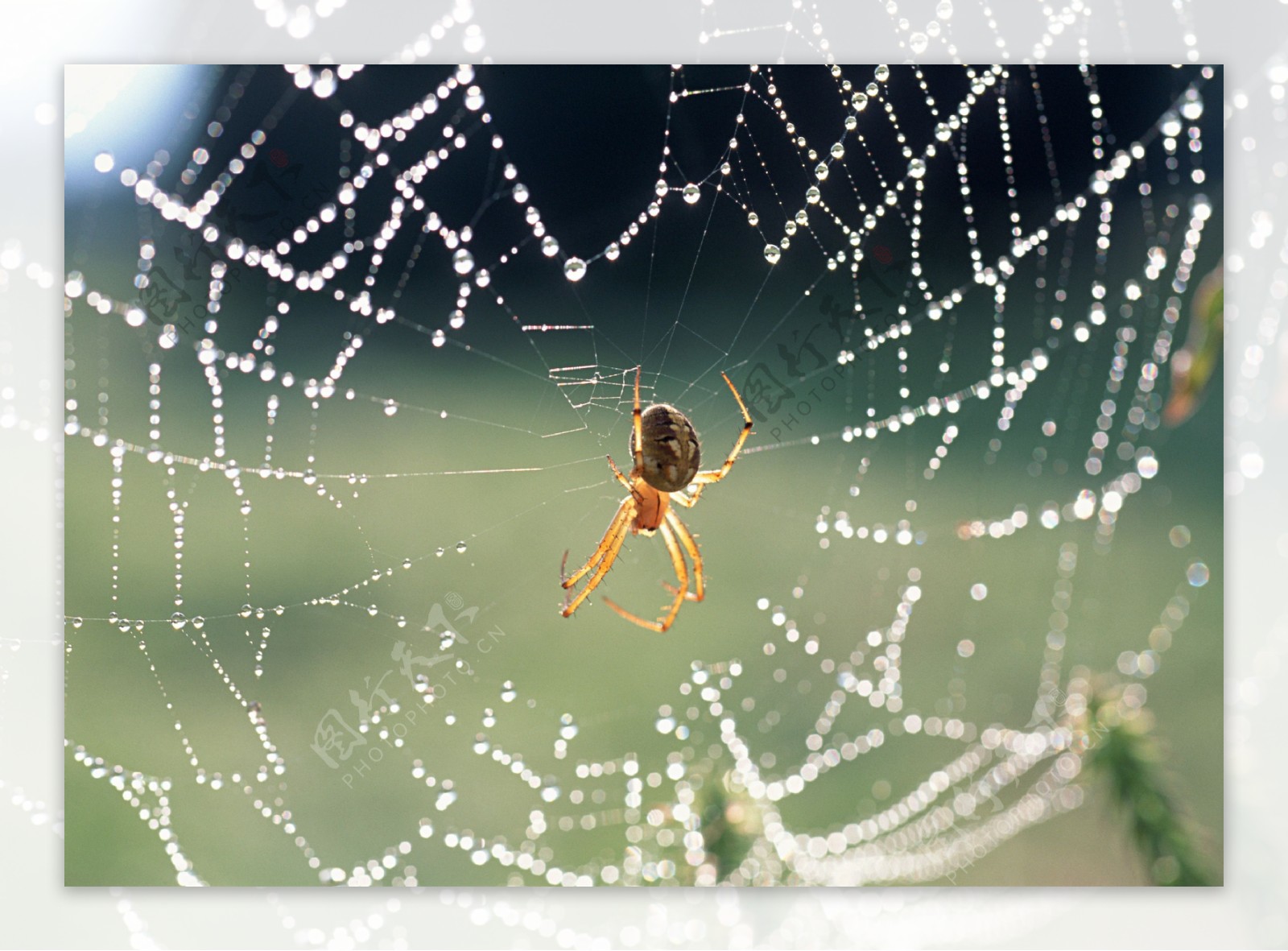 蜘蛛织网高清摄影图片