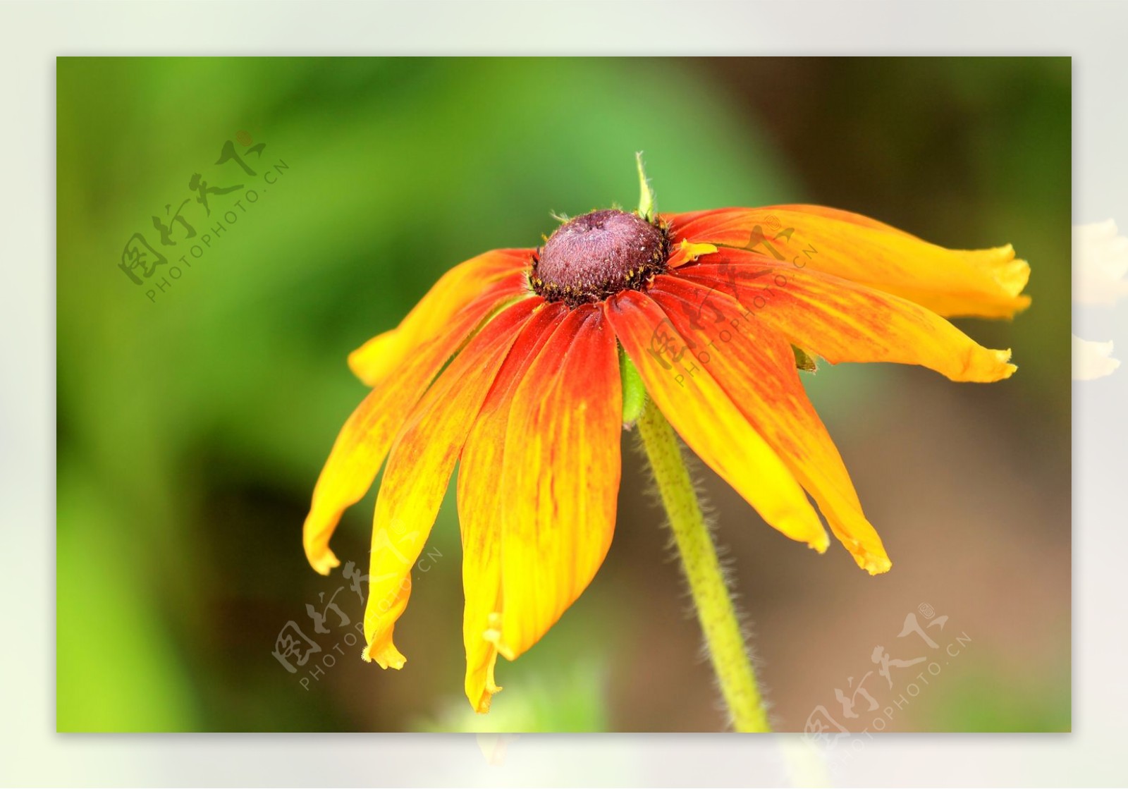 位图植物摄影写实花卉花朵菊花免费素材