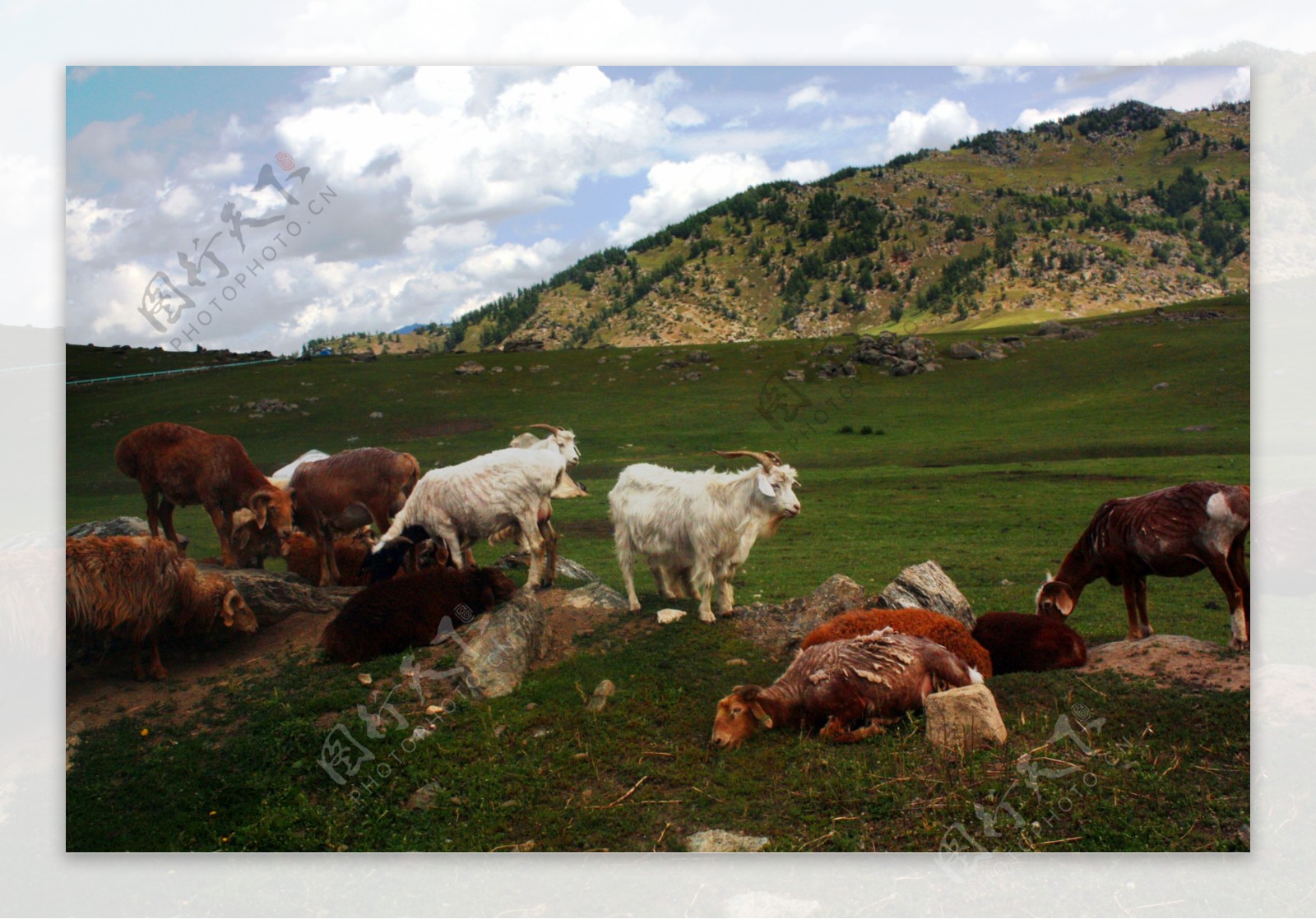 新疆喀纳斯风光路边羊群