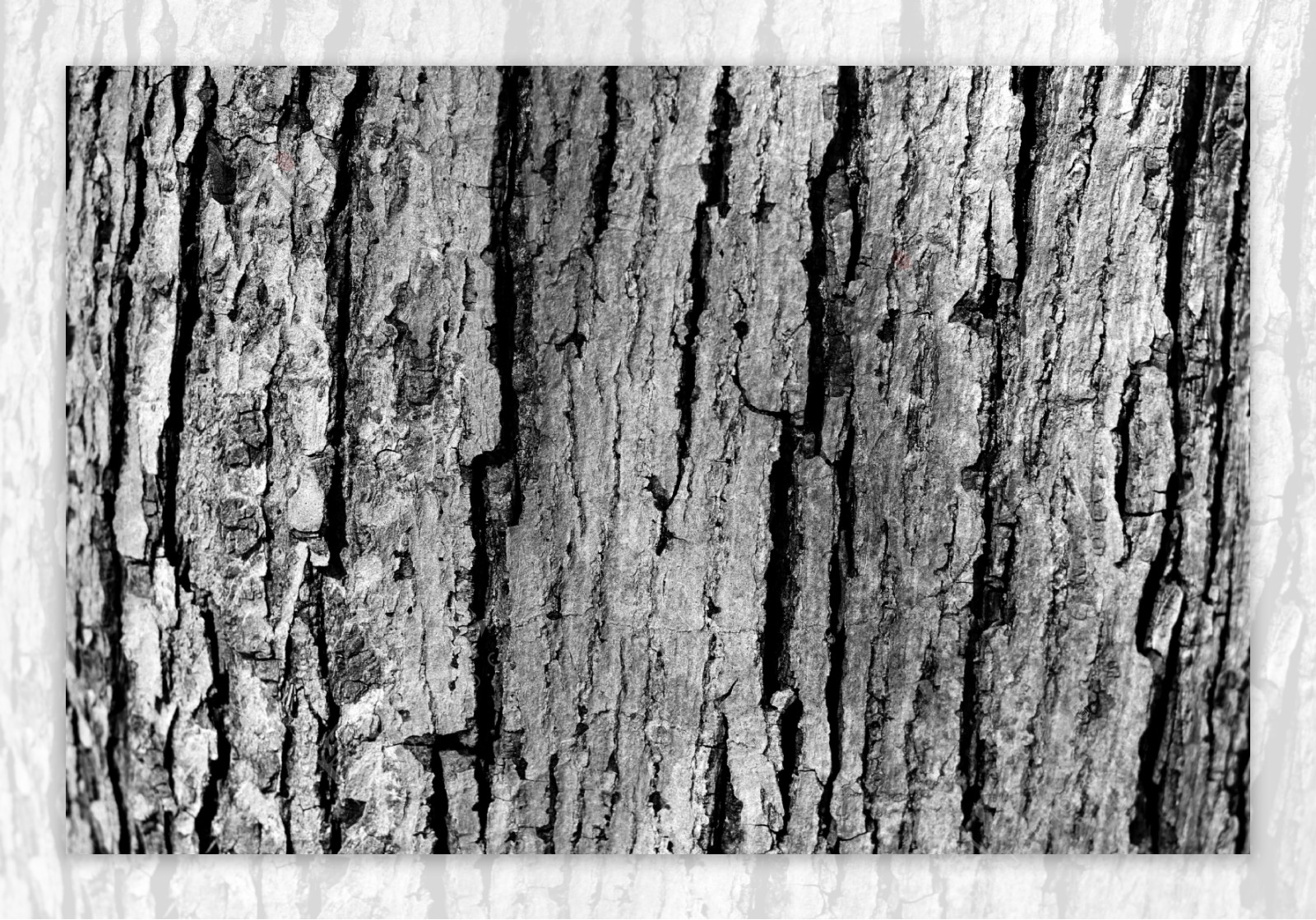 黑色和白色的树皮纹理3