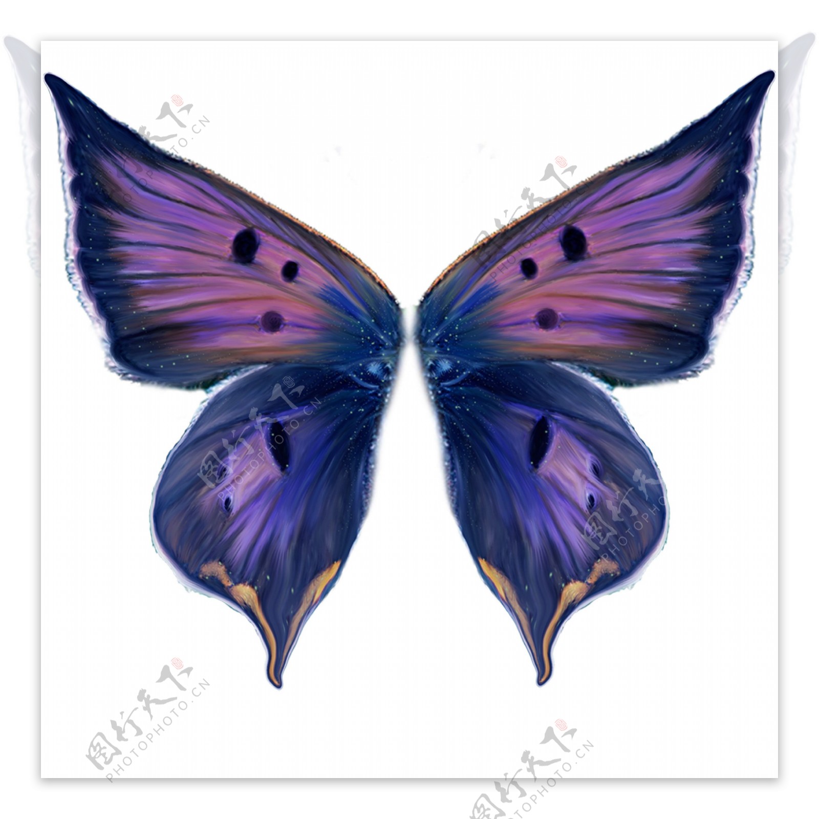 紫蝴蝶翅膀