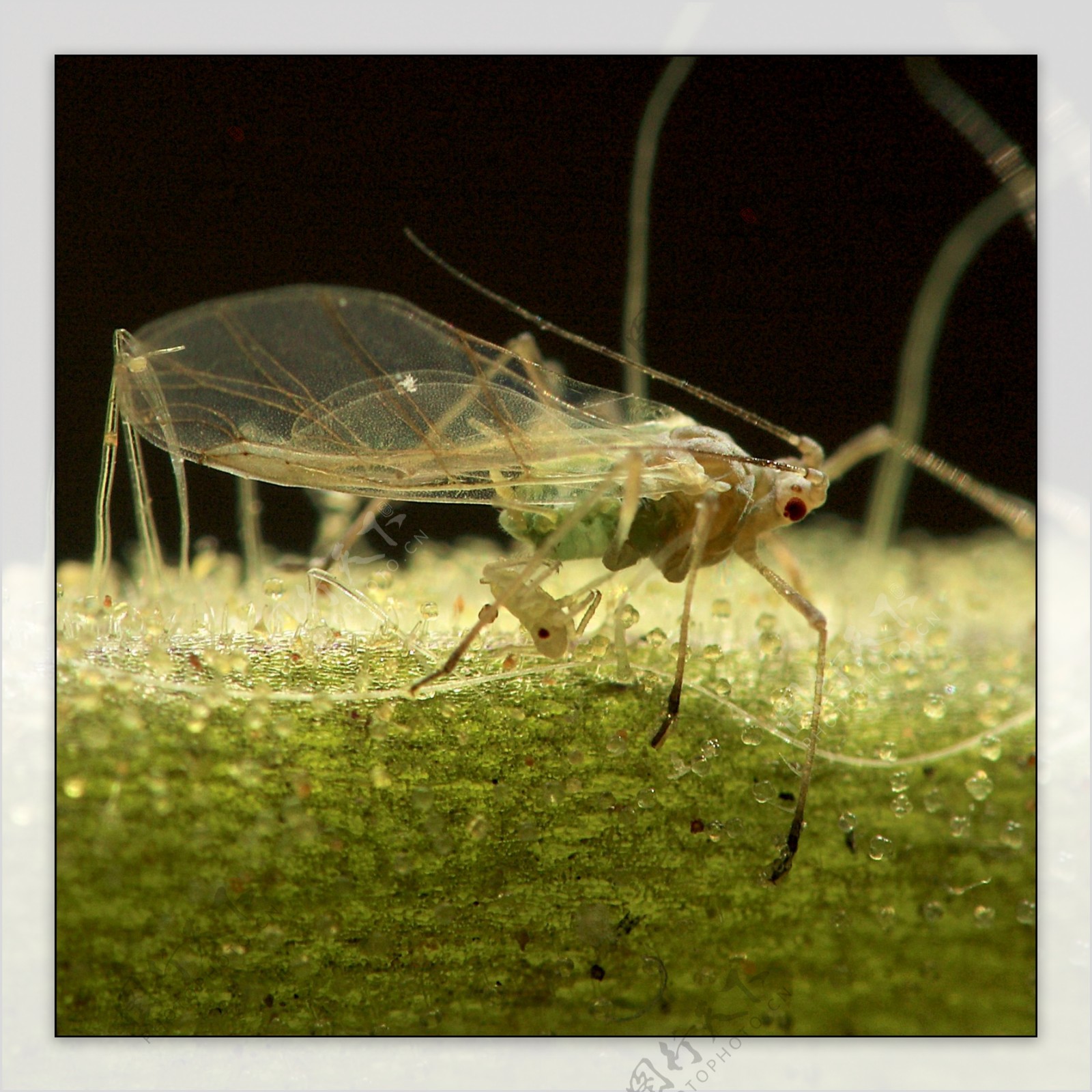 蚜虫出生025毫米图片
