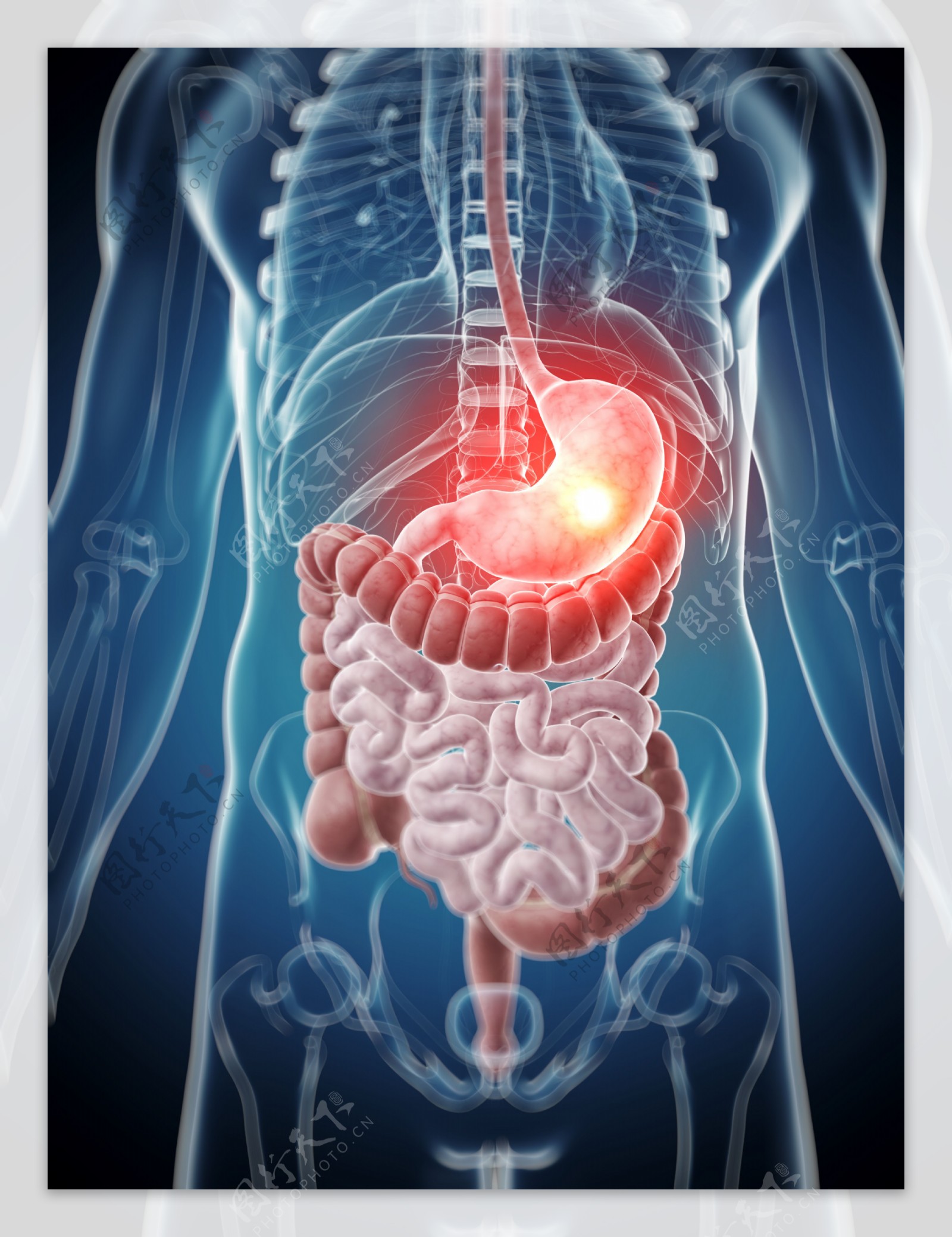 消化系统人体器官图片