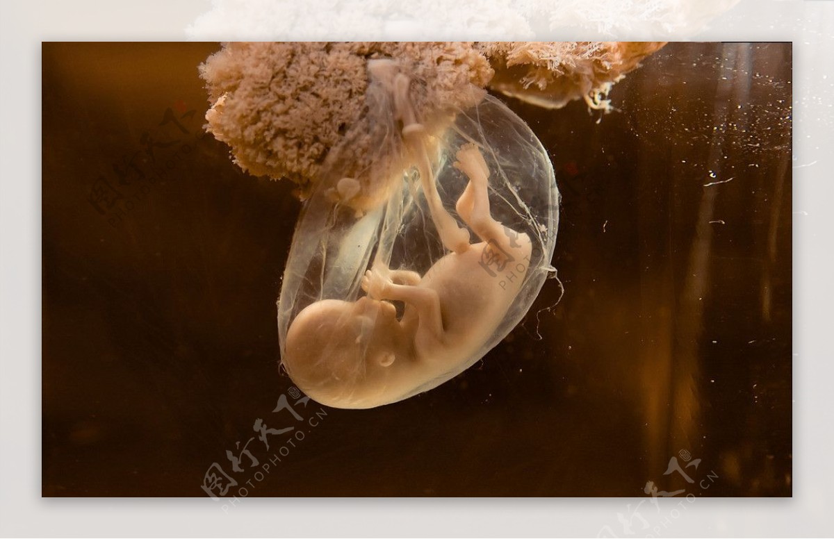 卵细胞设计素材子图片