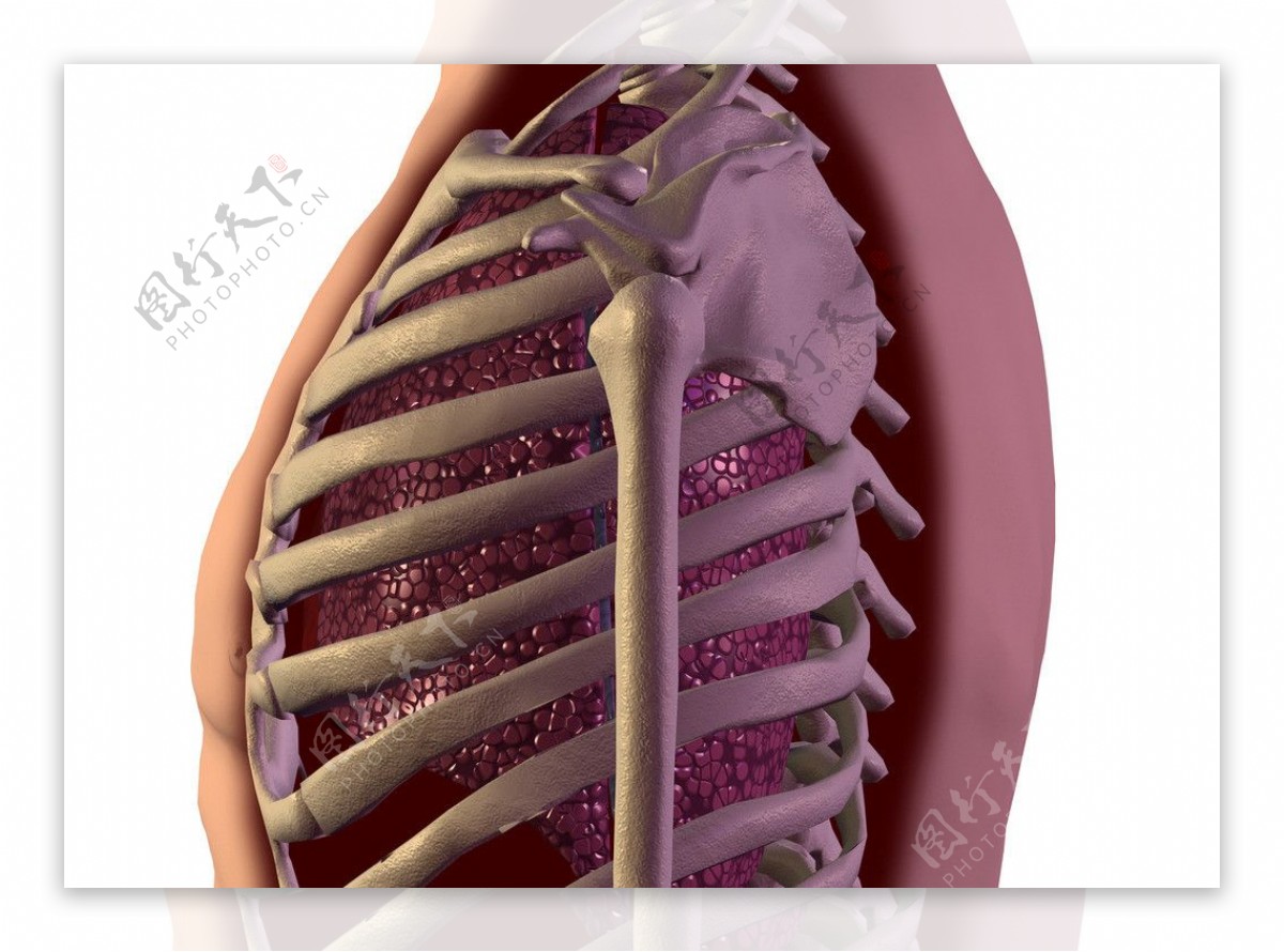 肋骨图片