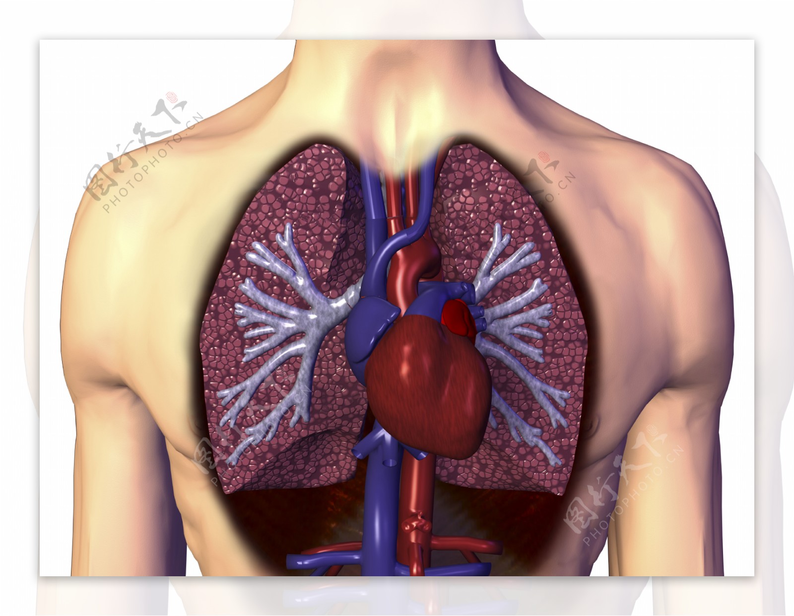 心脏心肺图片
