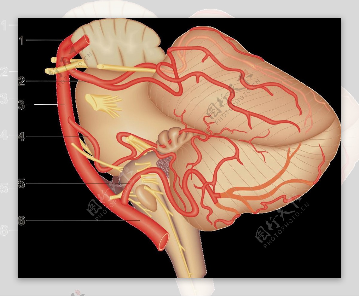 脑血管图椎基底动脉系图片