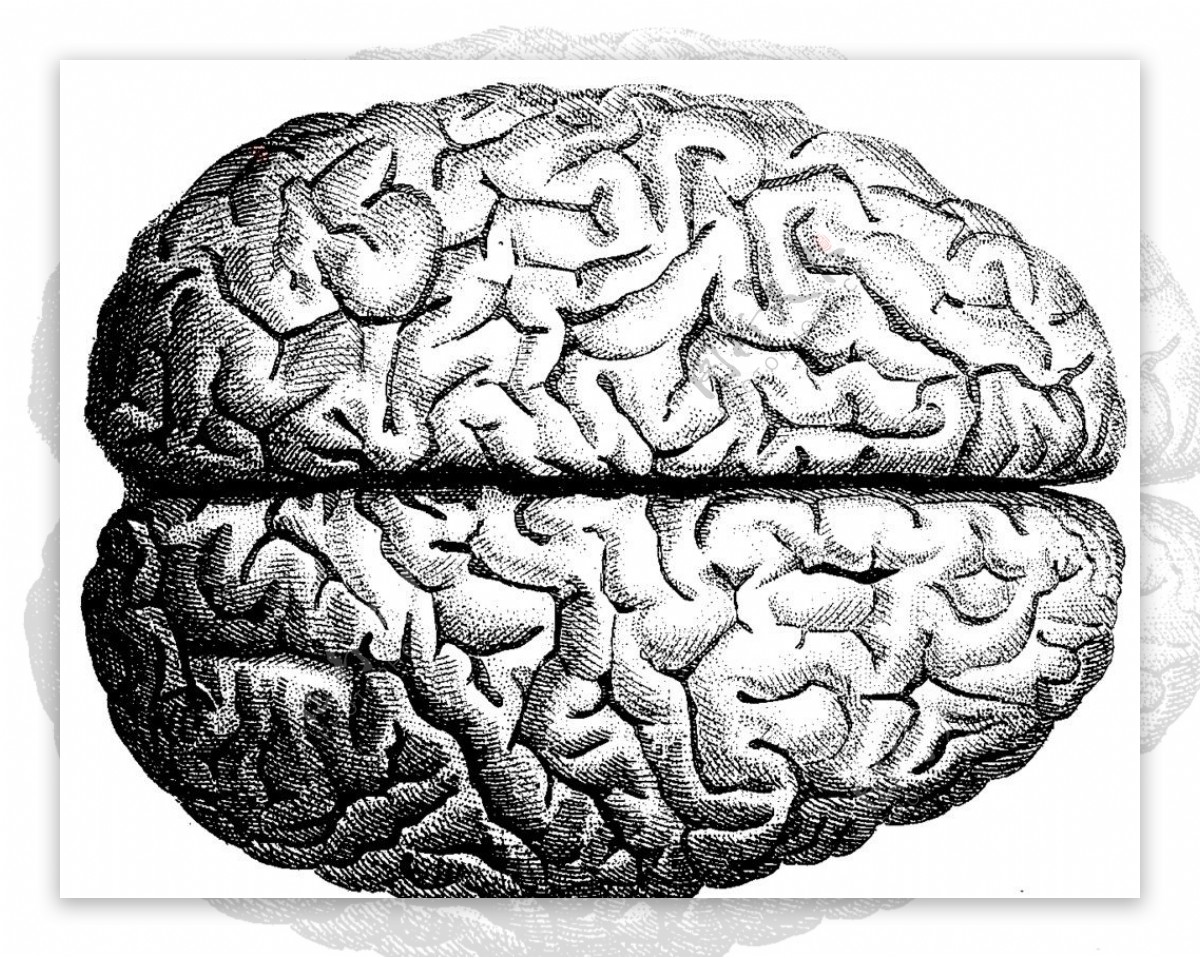 人体完整脑部图片